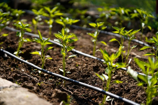 Crie Seu Próprio Oásis – Construindo um Sistema de Irrigação Off-Grid Eficiente