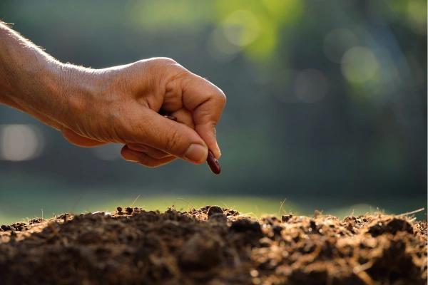 Viva Melhor Off-Grid: Os Incríveis Benefícios da Alimentação Autossuficiente